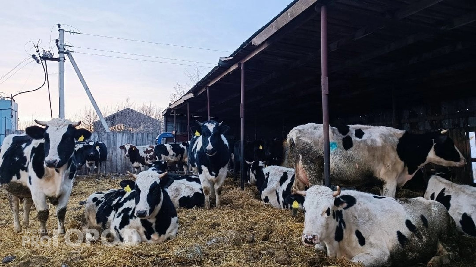 В Чувашию привезли и продали коров без документов