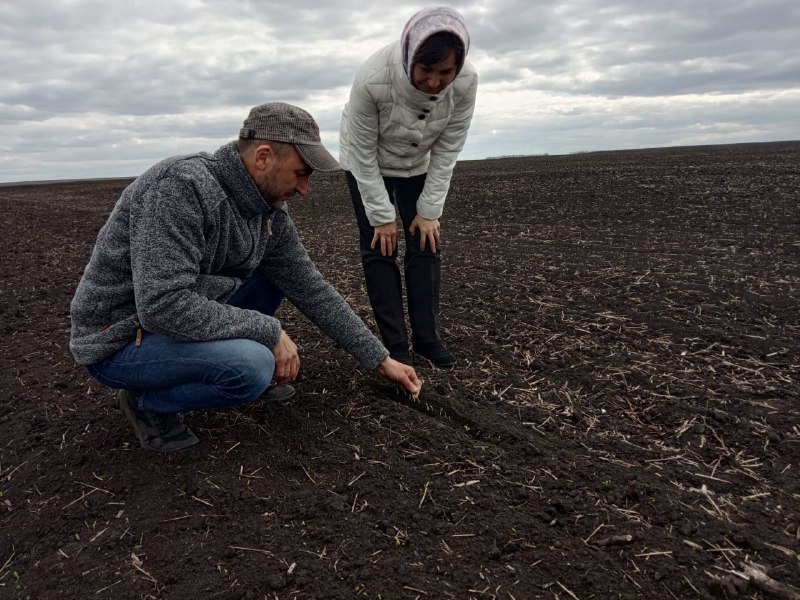 В чувашские поля выехали с проверкой: не убили ли заморозки посевы