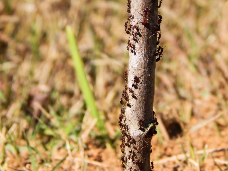 Навсегда выселить муравьев со своего участка реально: чудо средство опытных садоводов