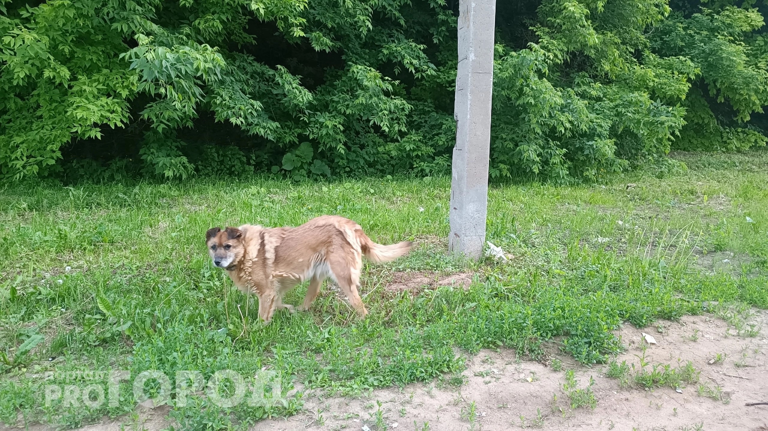 В Красноармейском районе чиновники заплатят за то, что собака искусала ребенка на улице