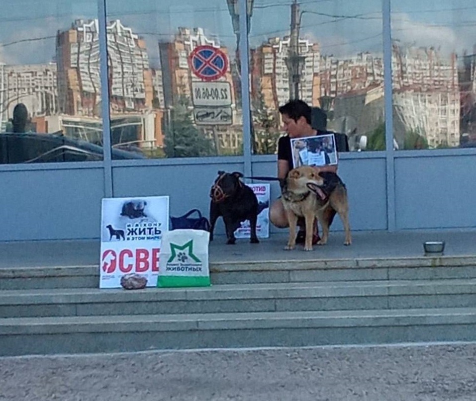 В Чебоксарах зоозащитница устроила одиночный пикет против эвтаназии бездомных животных