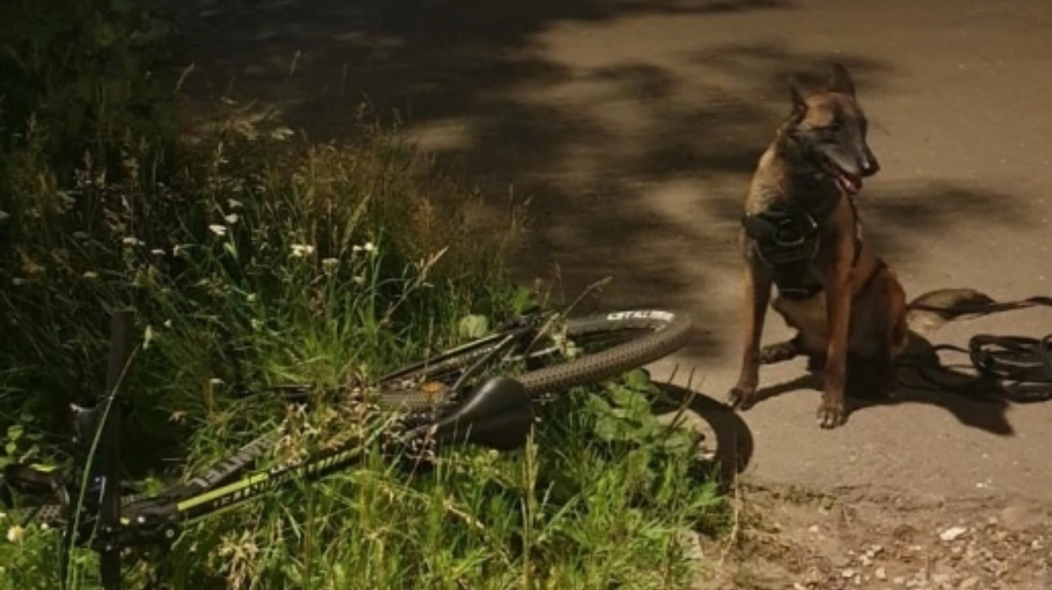 В Канаше собака помогла найти полицейским похищенные велосипеды
