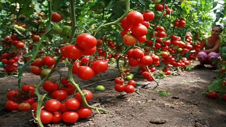 Революция на грядках: обработайте этим самодельным элексиром помидоры и забудете о фитофторе