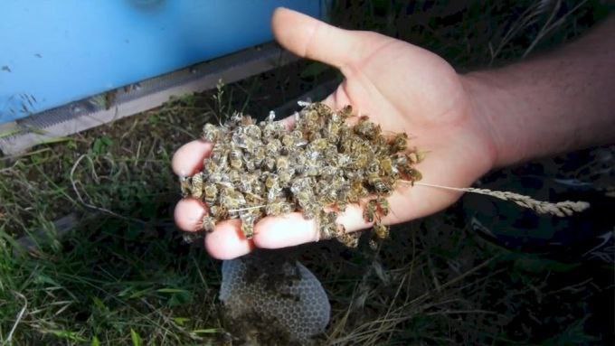 В четырех деревнях Чувашии массово гибнут пчелы из-за обработки полей химикатами