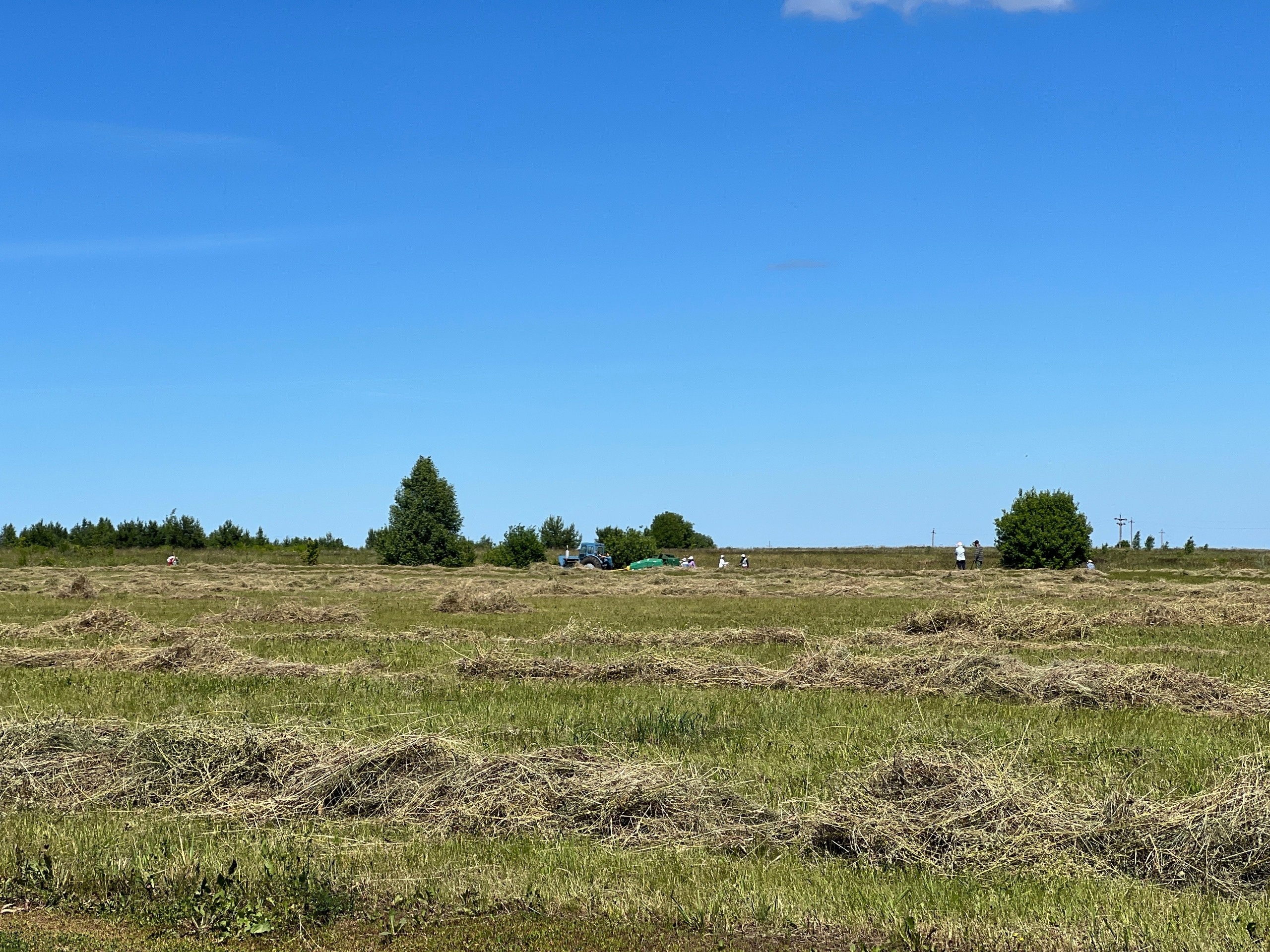 На чувашских полях пирует саранча, прилетевшая со стороны соседнего региона