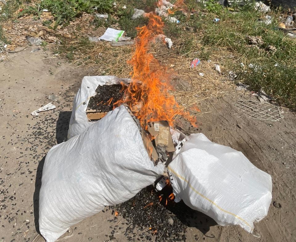В Чувашии выжигают огнем зараженные семена с опасным сорняком из Северной Америки