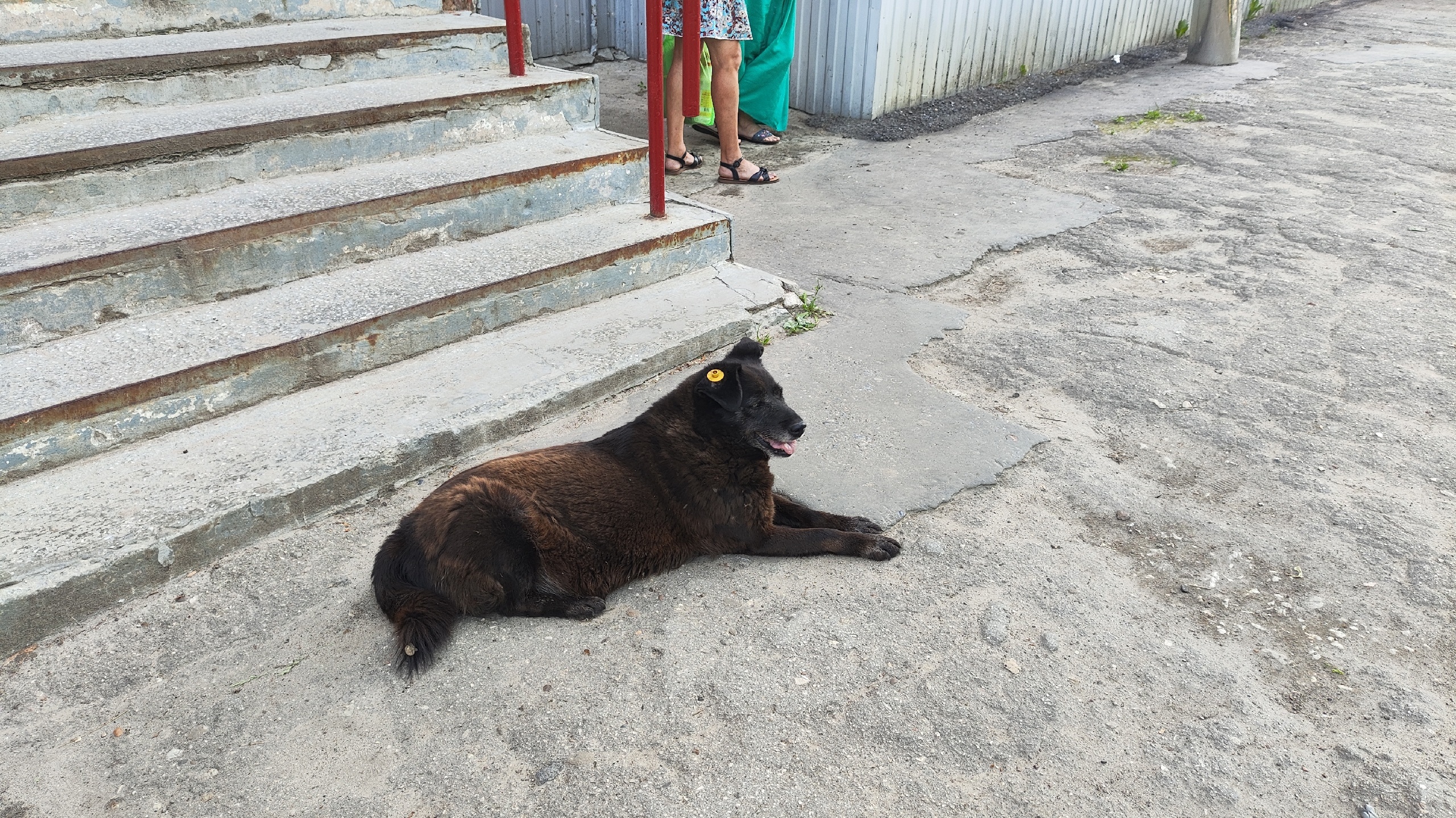 В чувашской деревне собака укусила мальчика, который приехал в гости к бабушке