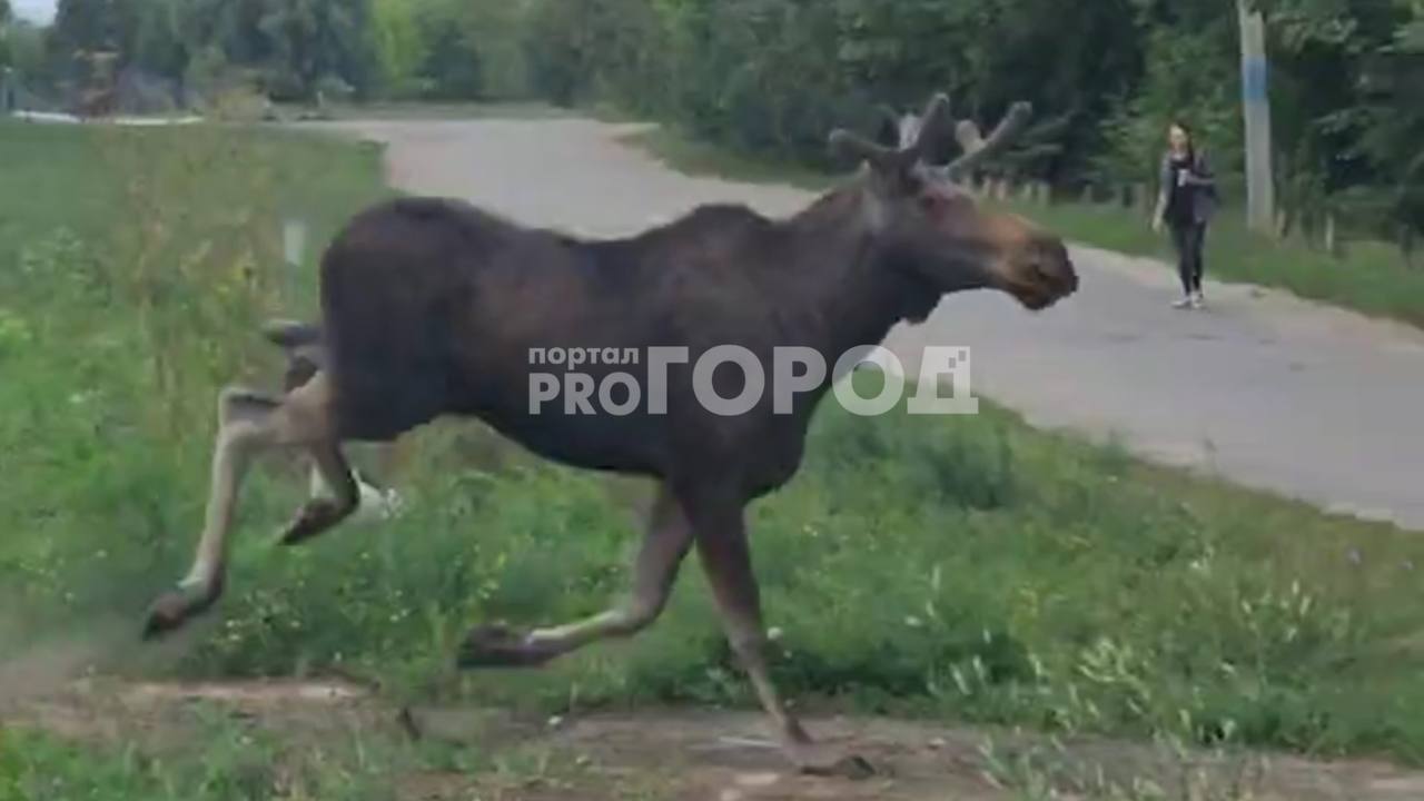 Дикий лось бегает по Новочебоксарску