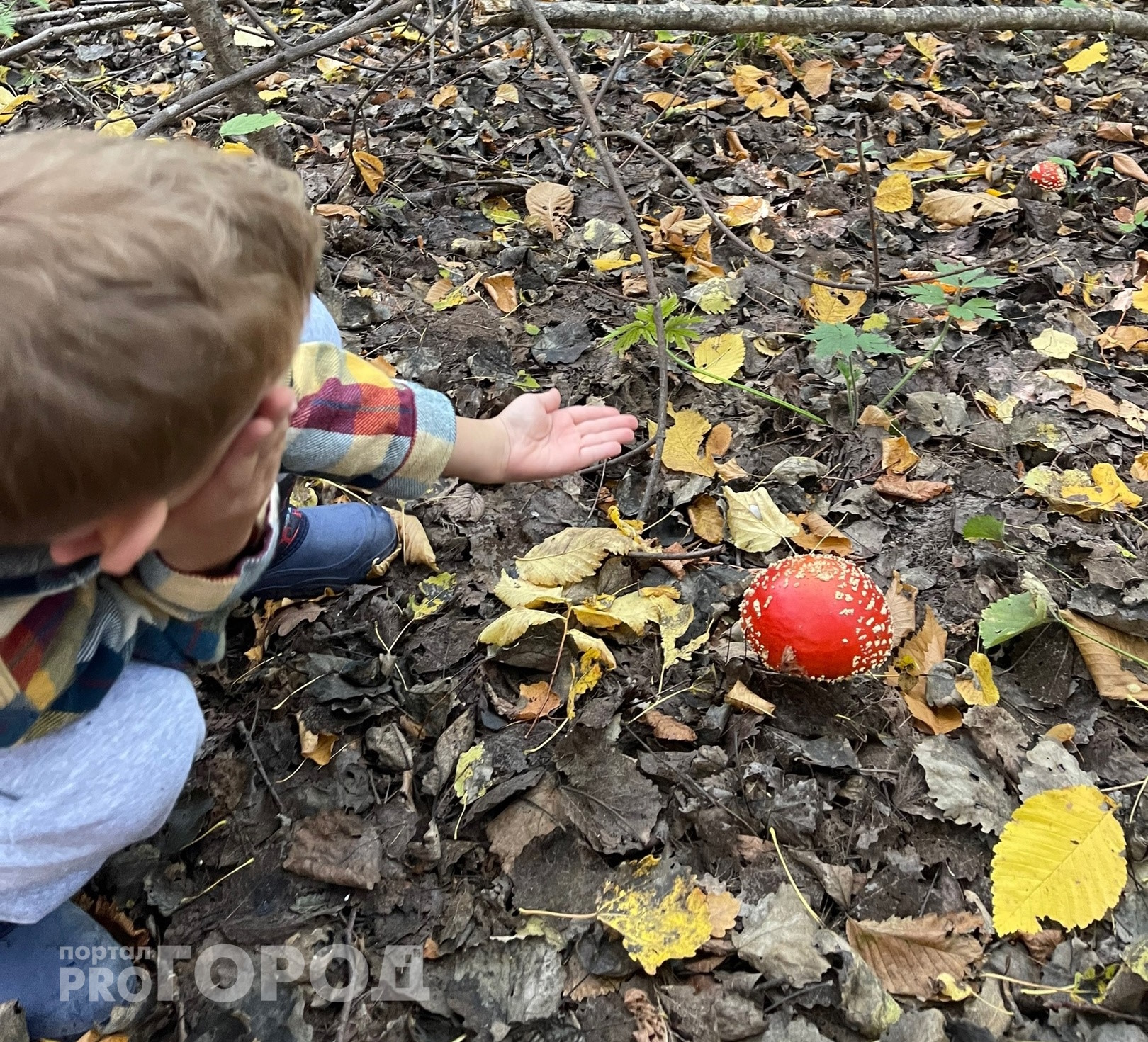 МЧС Чувашии: как не превратить грибную прогулку в экстремальное приключение