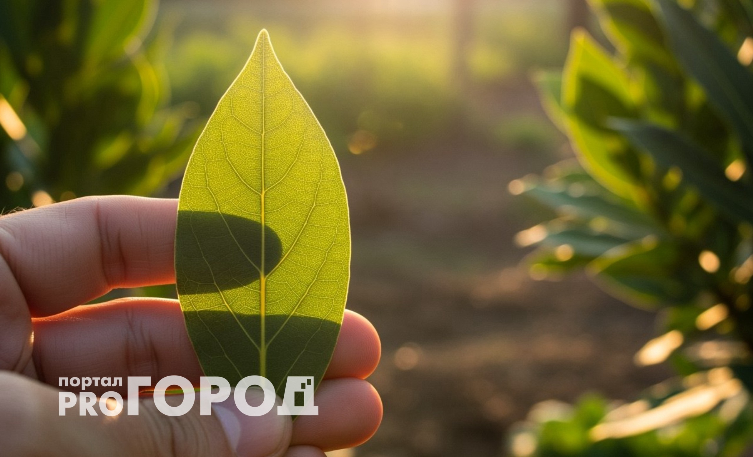 Закапываю лавровый лист в огороде — не беспокоюсь всю зиму: делаю так каждую осень, эффект радует много лет