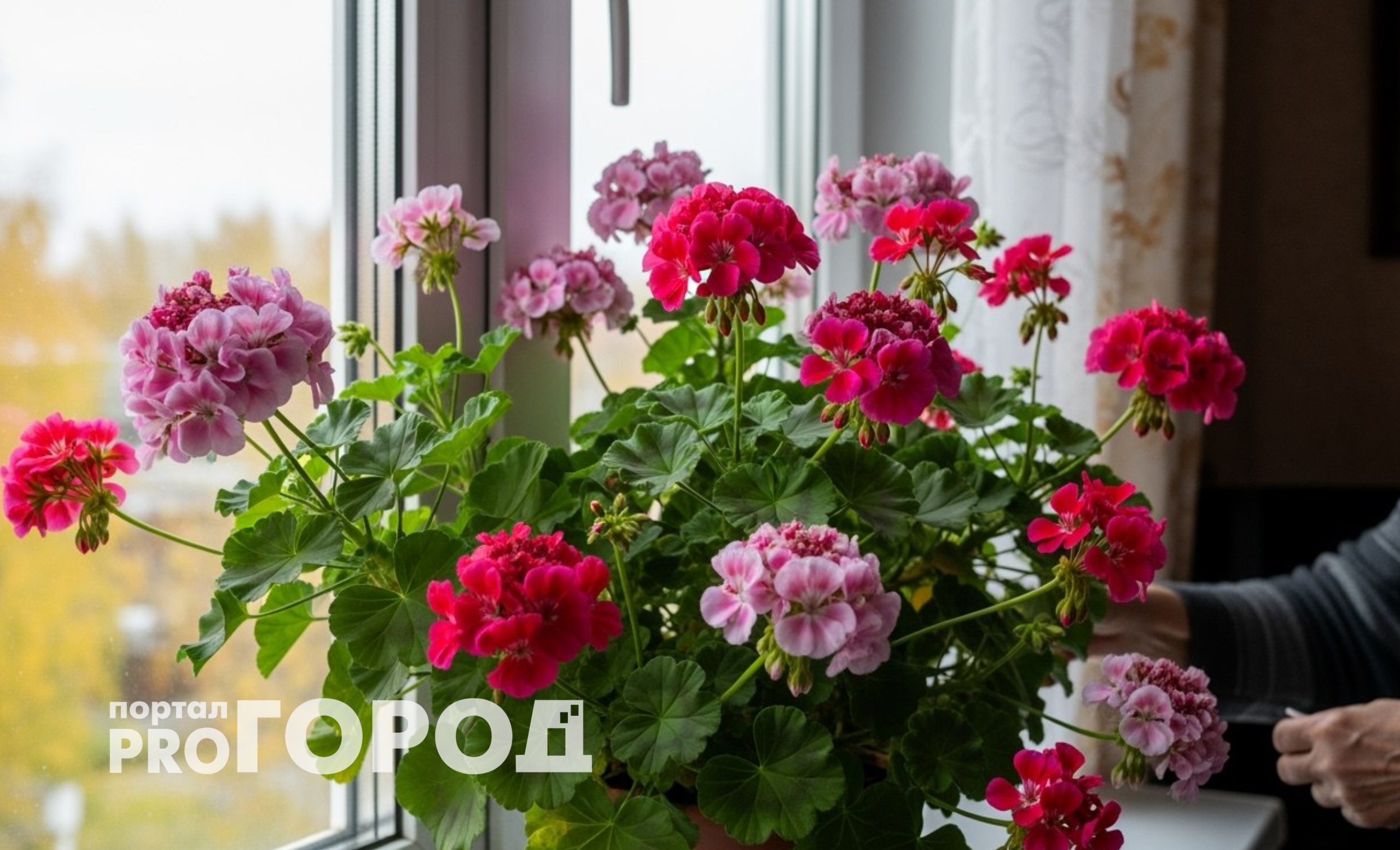 Герань зимой будет пулять цветами во все стороны: 5 условий для красивых шапок 