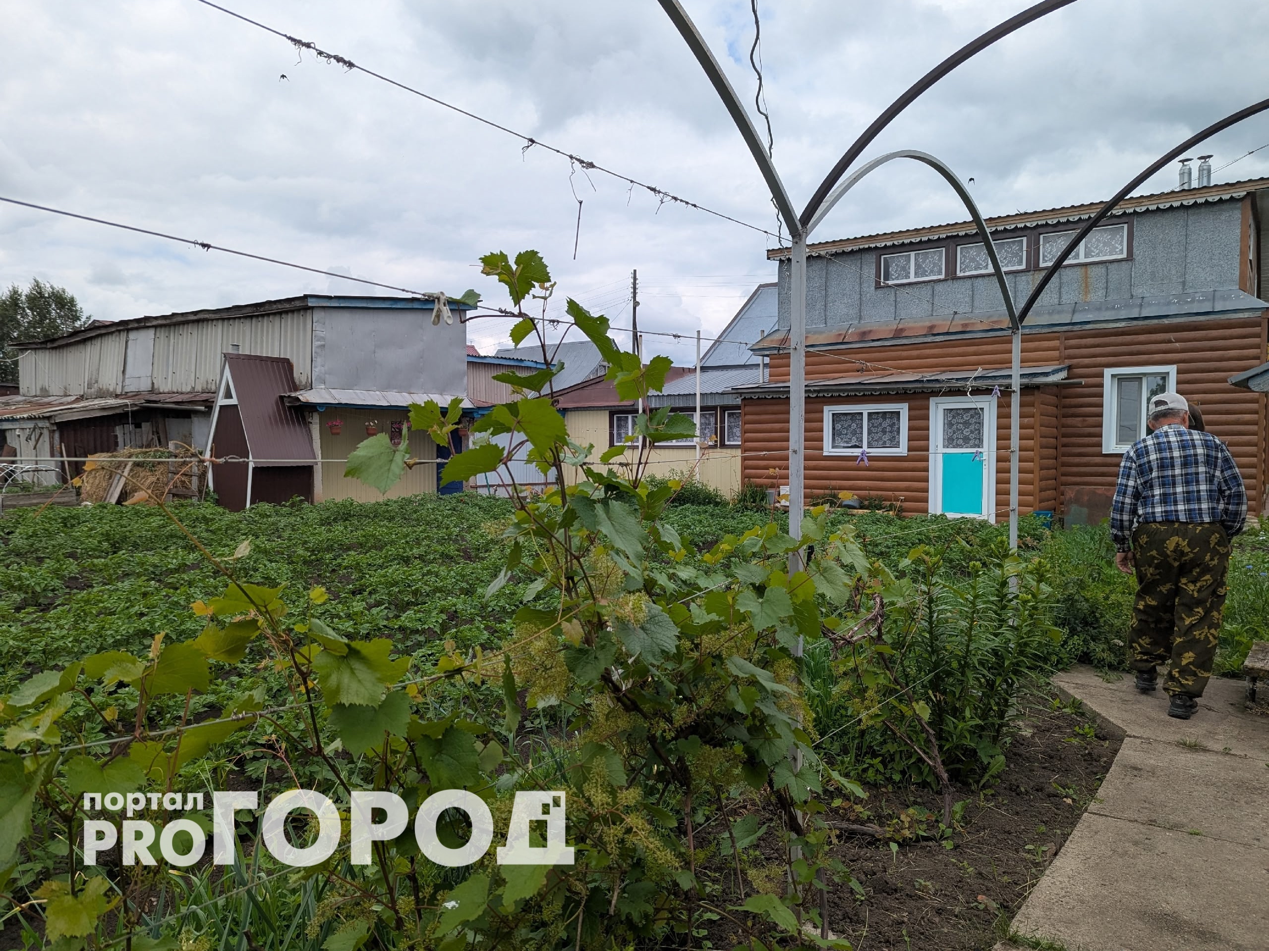 Толпа китайцев стояла у бабушкиного огорода и требовала продать им сорняк: "русское чудо", которое в России не ценят