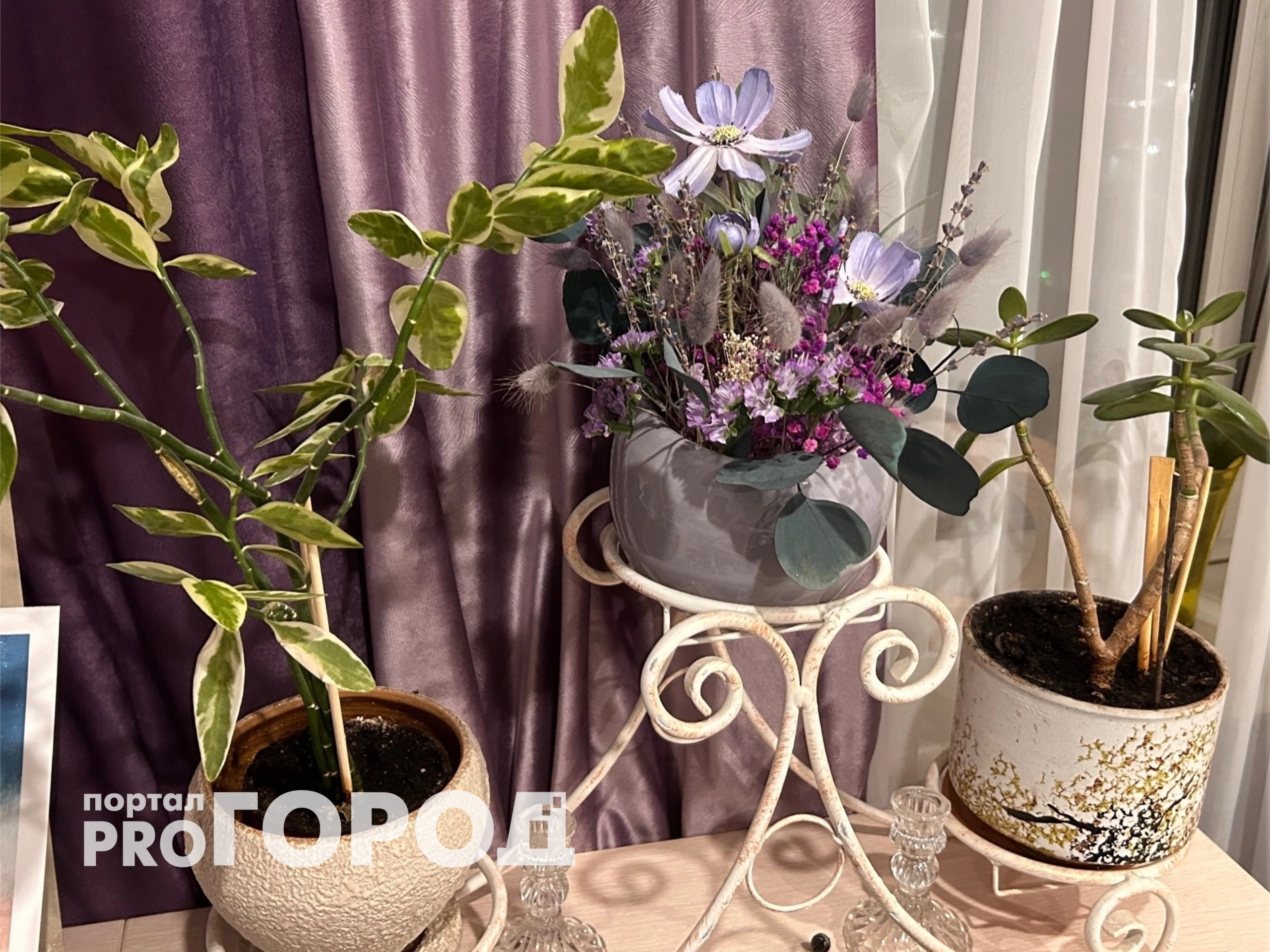 Высасывают все силы и здоровье: три растения-вампира, которые не стоит держать дома