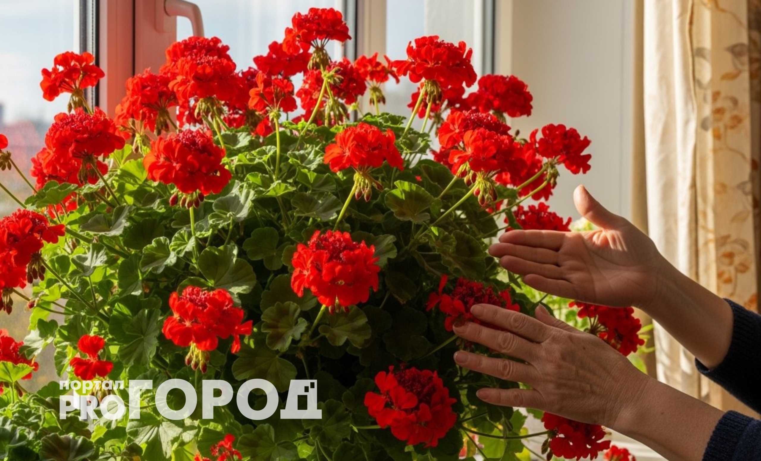 Подливаю в землю настой трав – и даже самая капризная герань цветет обильно и ярко