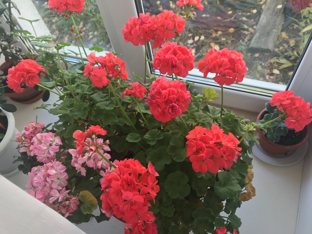Досадная ошибка, из-за которой герань зимой погибает: исправляю ее за минуты