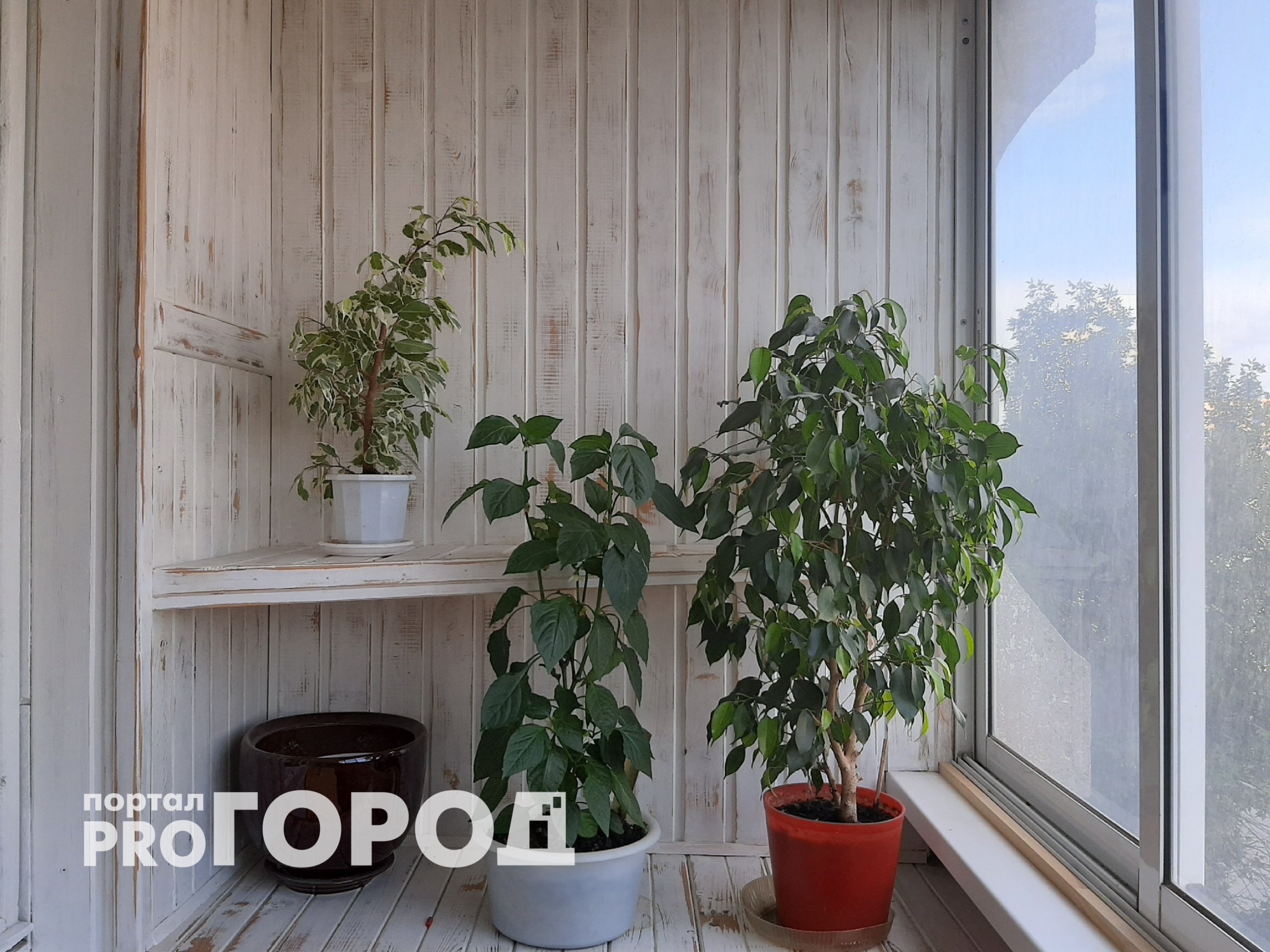 Лучше любых удобрений и чернозема: как гуща кофе превращают обычные растения в пышные и здоровые