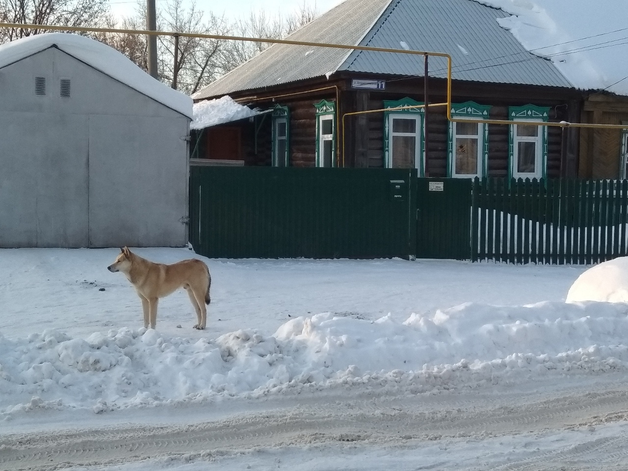 Шумерля собаки. Шумерля собаки. В коми стая бродячих собак. Новорожденные щенки чихуахуа. Шумерля собаки.